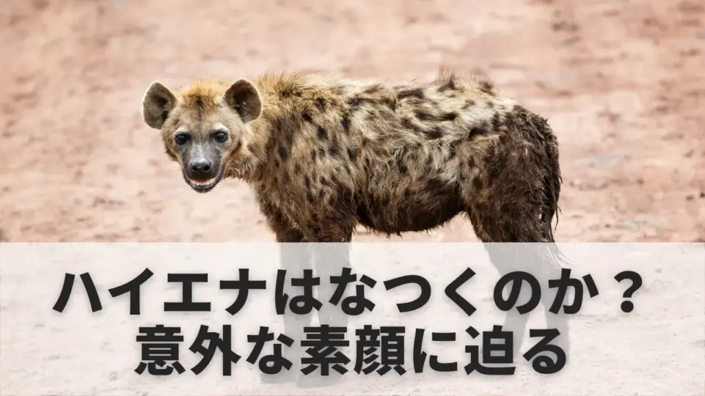 ハイエナはなつく?知られざる知能と人懐っこさの真実 | 情報セーブ